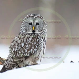 4cP012923AI生成素材