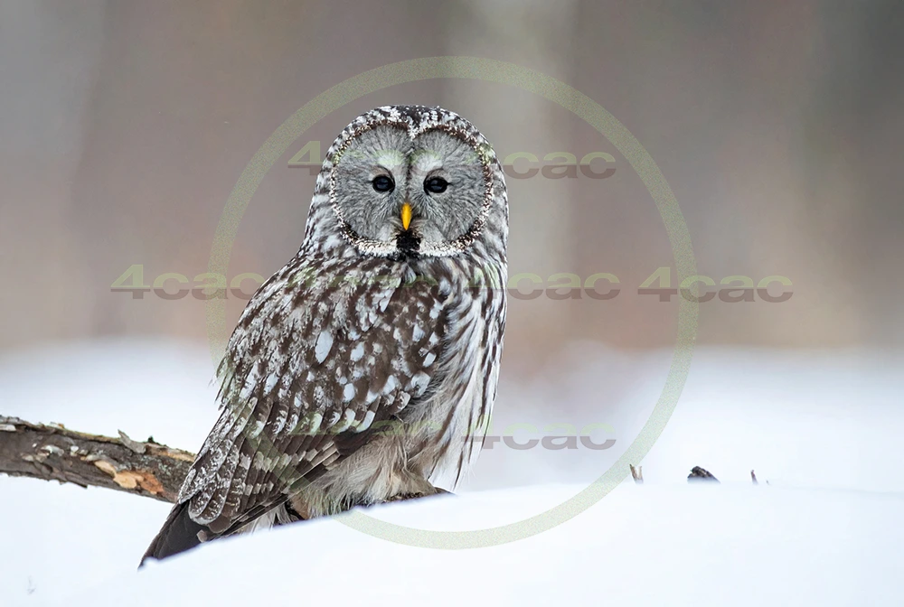 4cP012923AI生成素材