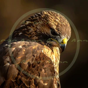 4cP012924AI生成素材