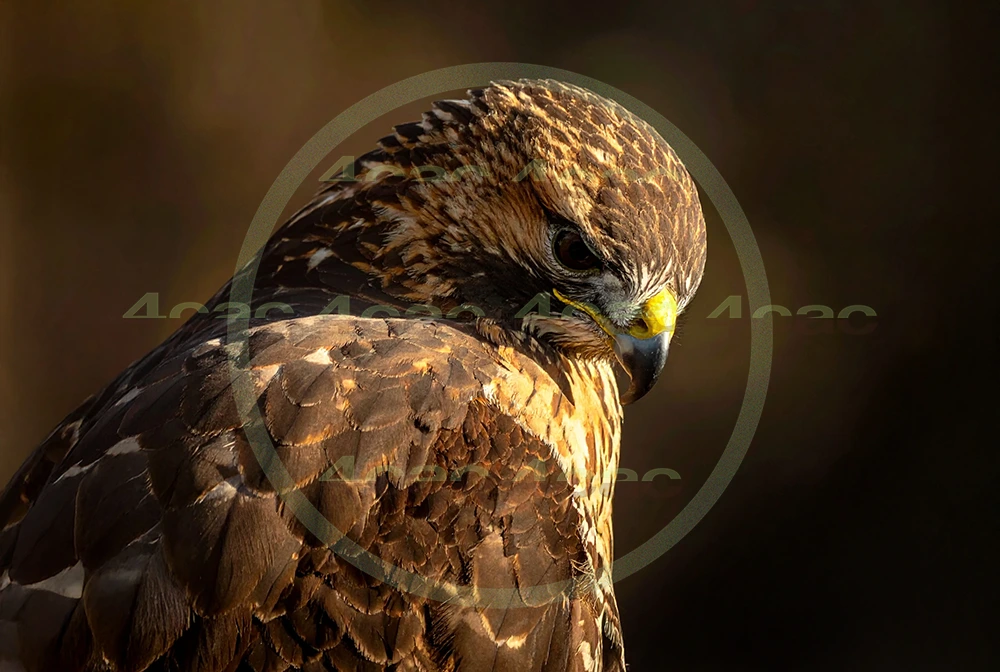 4cP012924AI生成素材