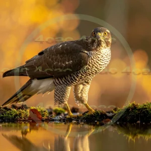 4cP012925AI生成素材