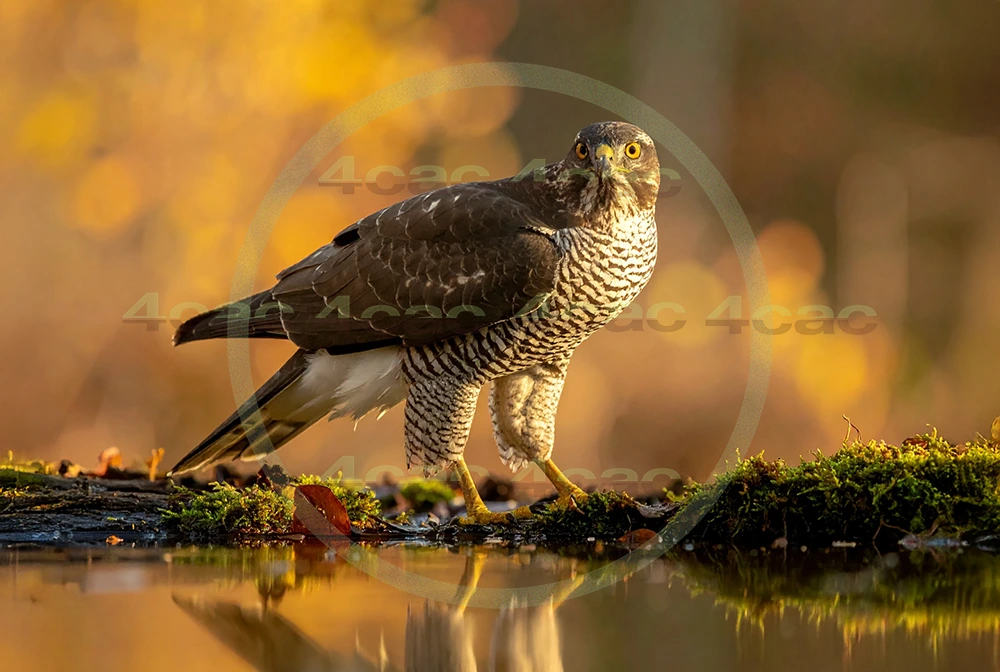 4cP012925AI生成素材