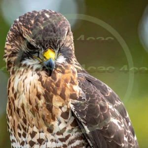 4cP012931AI生成素材