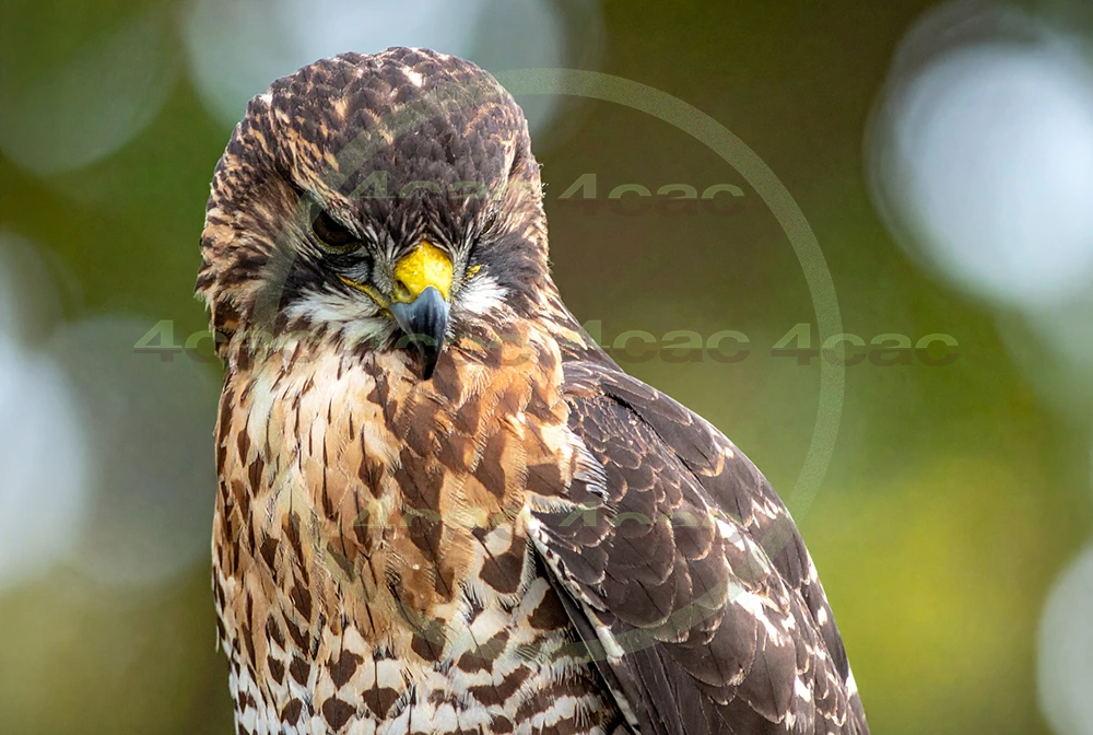 4cP012931AI生成素材