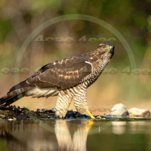 4cP012932AI生成素材