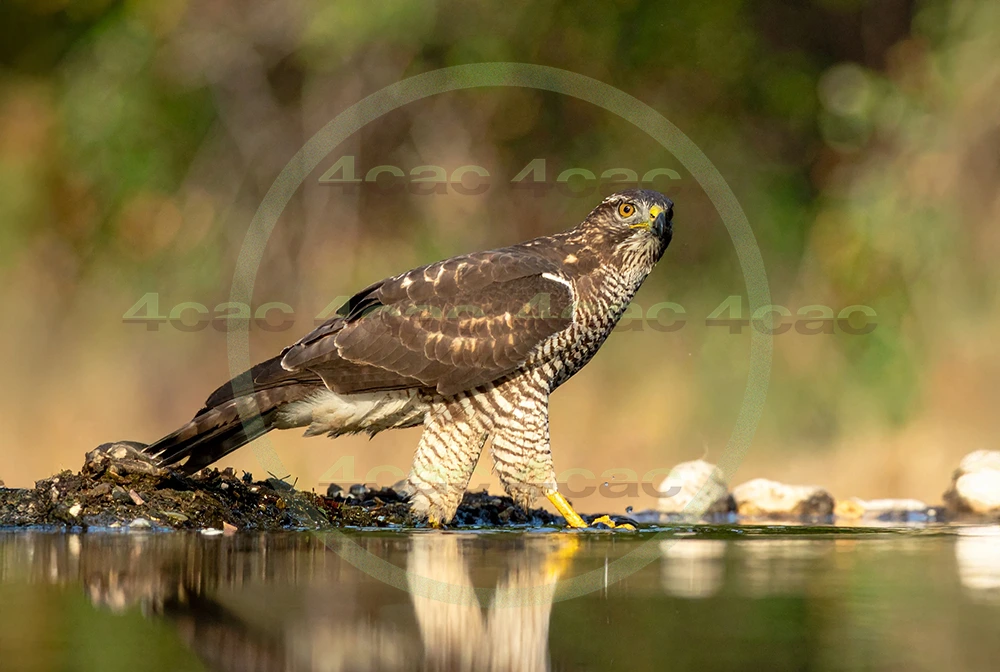 4cP012932AI生成素材