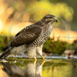 4cP012936AI生成素材