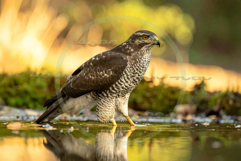 4cP012936AI生成素材