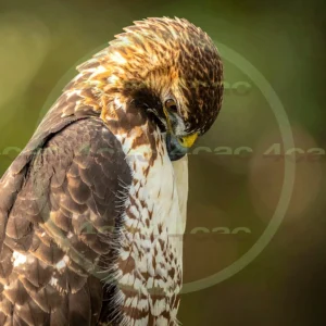 4cP012938AI生成素材