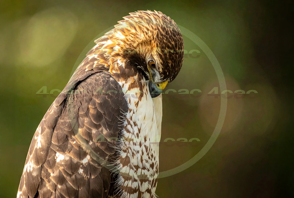 4cP012938AI生成素材