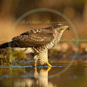 4cP012939AI生成素材