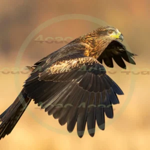 4cP012943AI生成素材