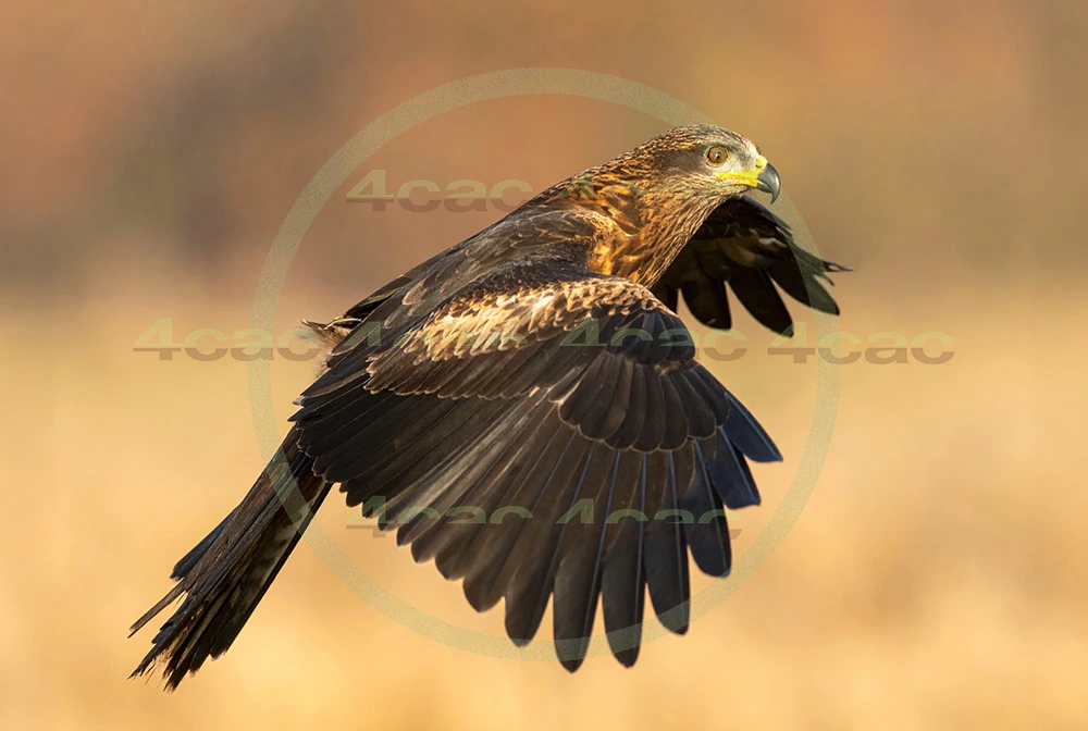 4cP012943AI生成素材