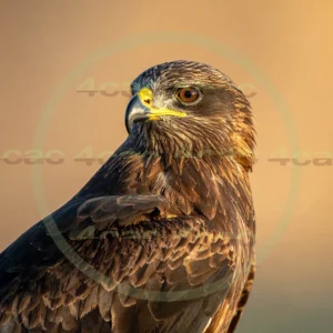 4cP012944AI生成素材