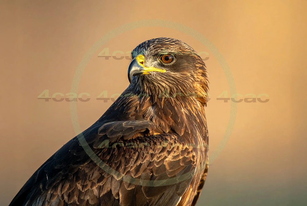 4cP012944AI生成素材