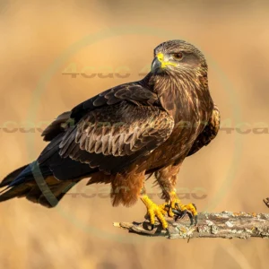 4cP012945AI生成素材