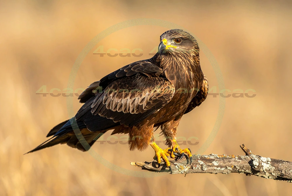 4cP012945AI生成素材