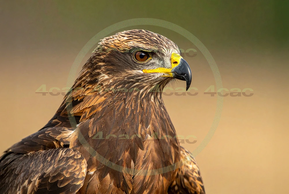 4cP012946AI生成素材