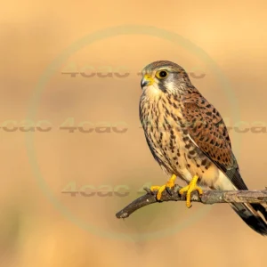 4cP012947AI生成素材