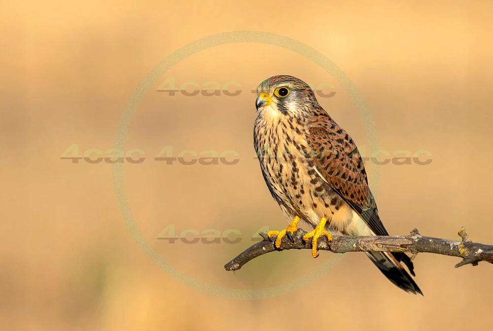 4cP012947AI生成素材