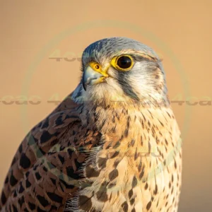 4cP012948AI生成素材