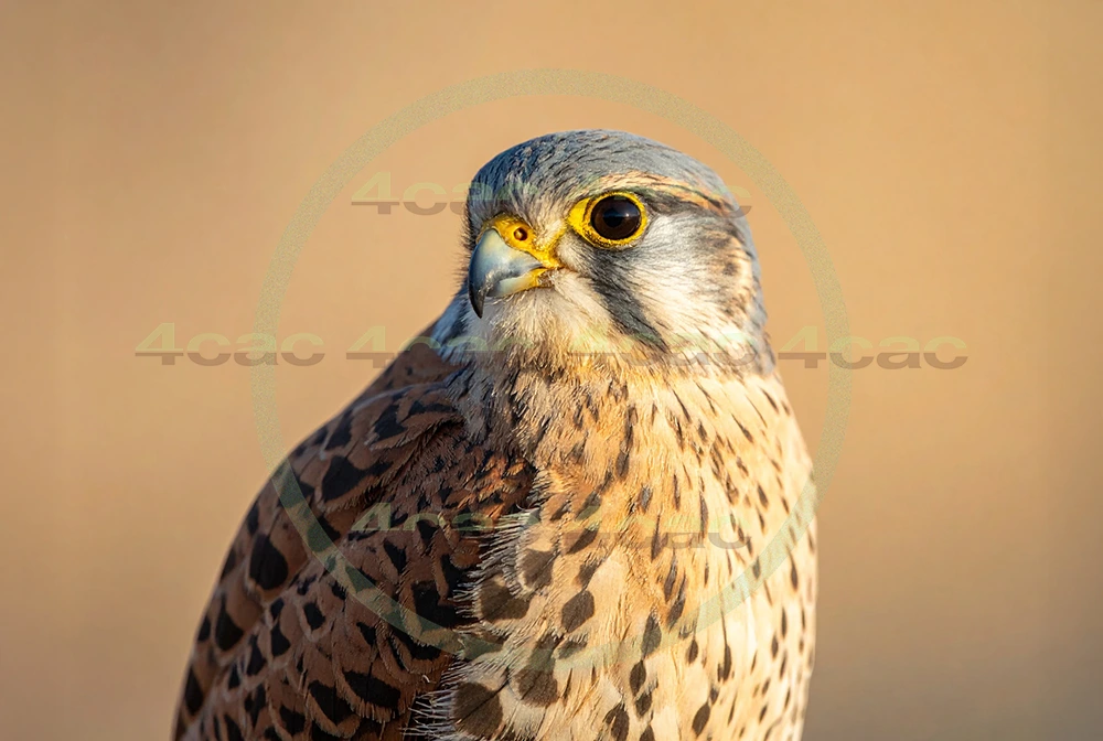 4cP012948AI生成素材