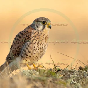 4cP012949AI生成素材