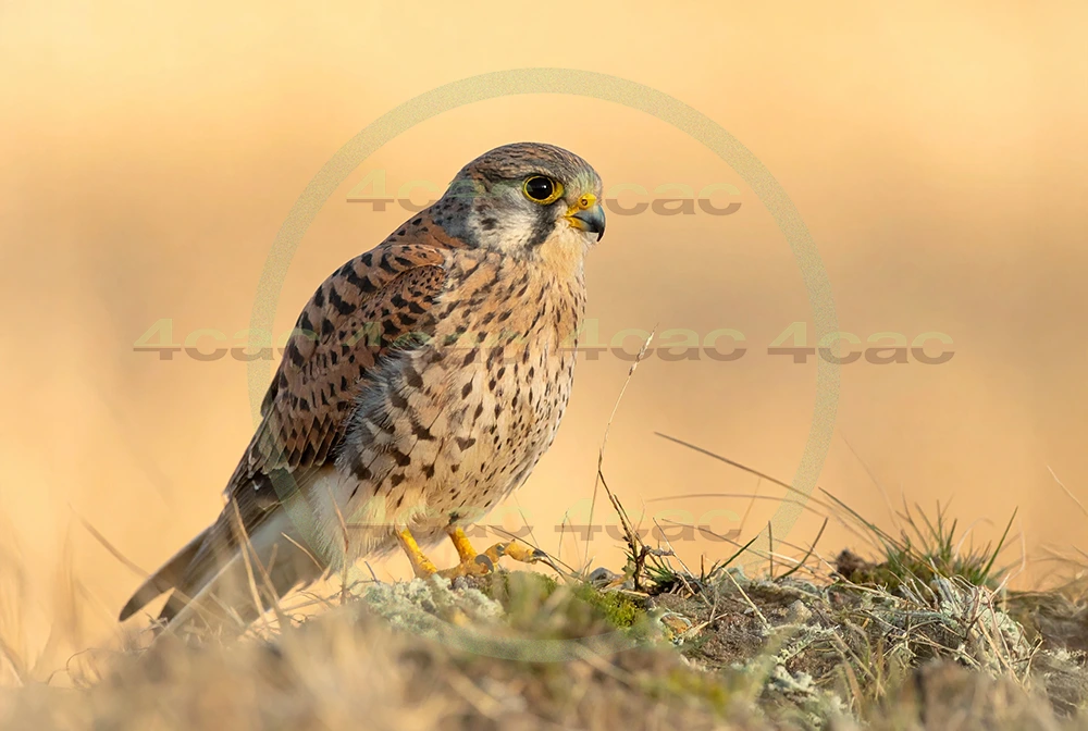 4cP012949AI生成素材