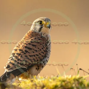 4cP012950AI生成素材