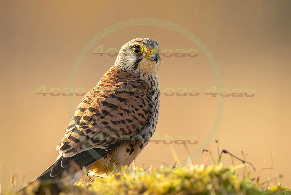 4cP012950AI生成素材