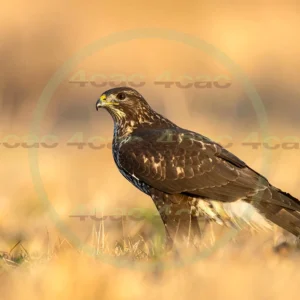 4cP012951AI生成素材