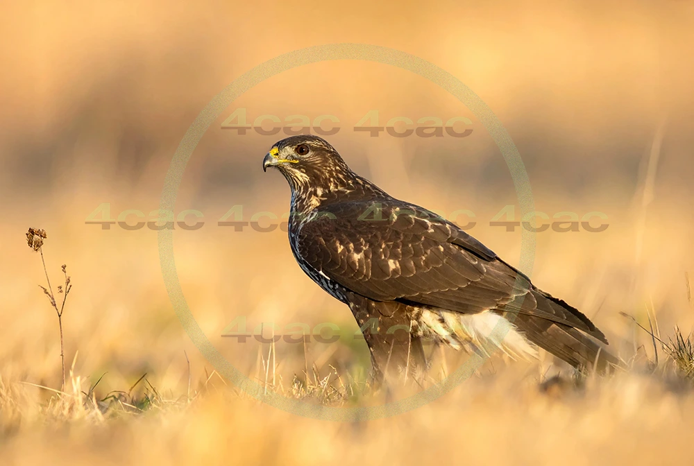 4cP012951AI生成素材