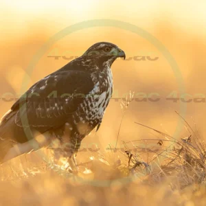 4cP012953AI生成素材