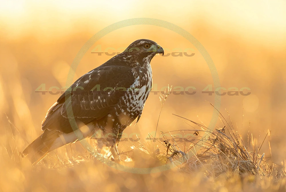 4cP012953AI生成素材