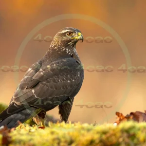 4cP012954AI生成素材