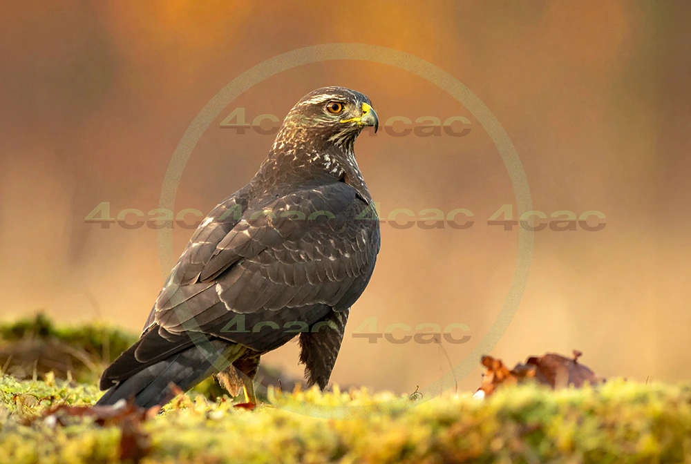 4cP012954AI生成素材