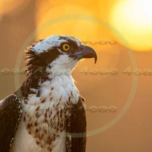 4cP012955AI生成素材