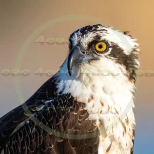 4cP012956AI生成素材