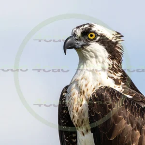 4cP012957AI生成素材