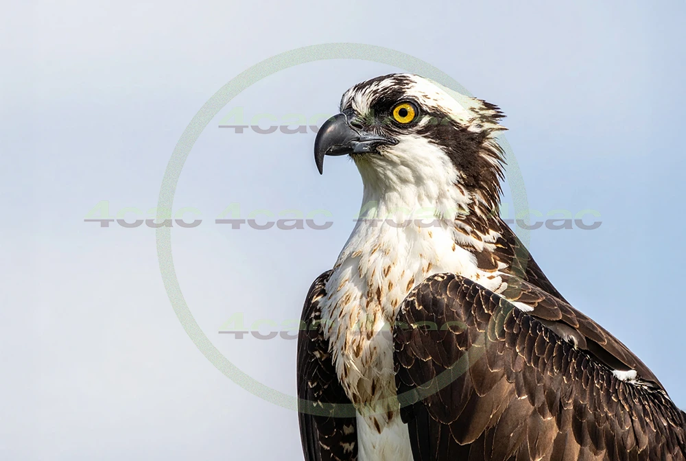 4cP012957AI生成素材