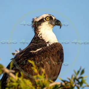 4cP012958AI生成素材