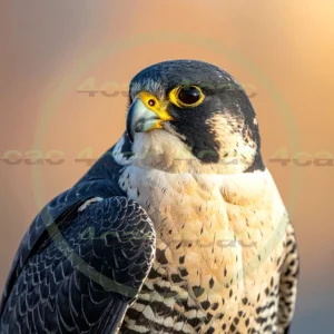 4cP012960AI生成素材