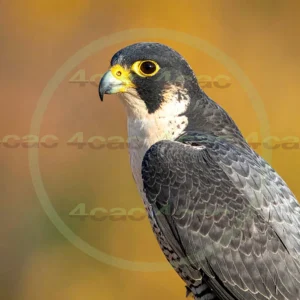 4cP012962AI生成素材