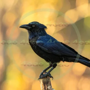 4cP012967AI生成素材