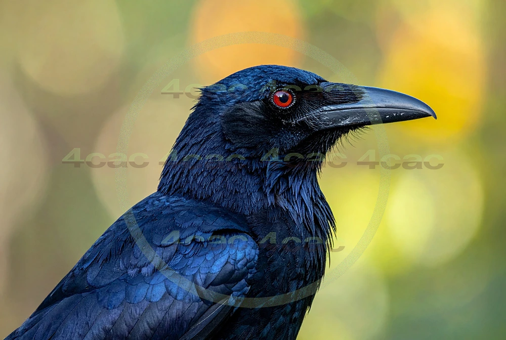 4cP012968AI生成素材