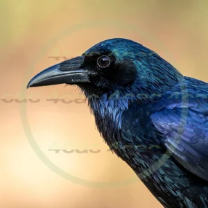 4cP012969AI生成素材