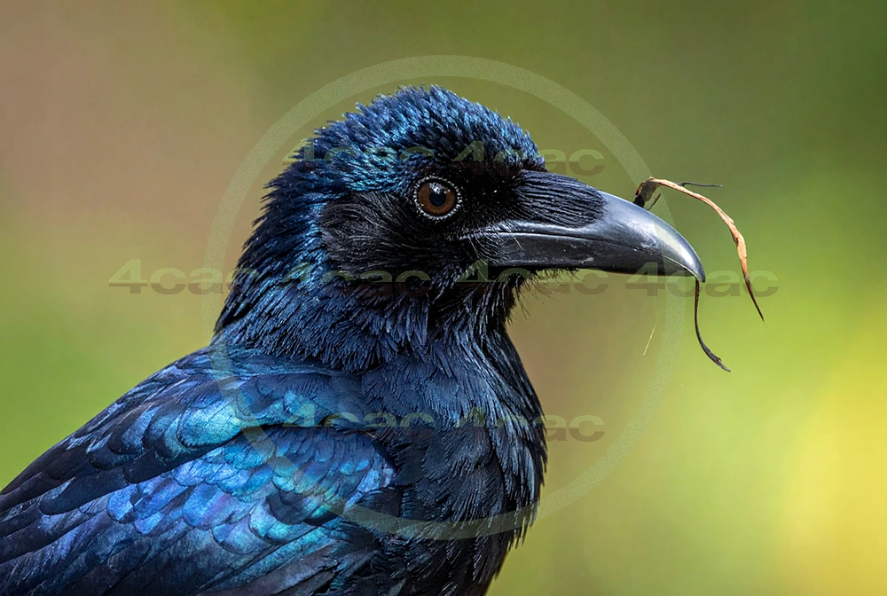 4cP012970AI生成素材