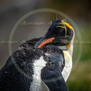 4cP012993AI生成素材