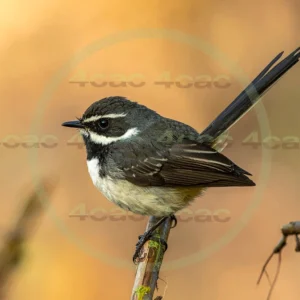 4cP013007AI生成素材