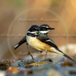 4cP013008AI生成素材